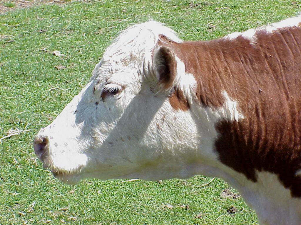 Grass Fed Beef