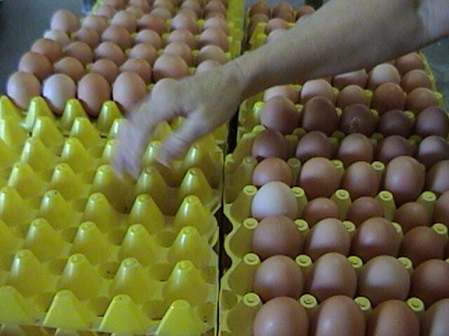 Fresh Eggs