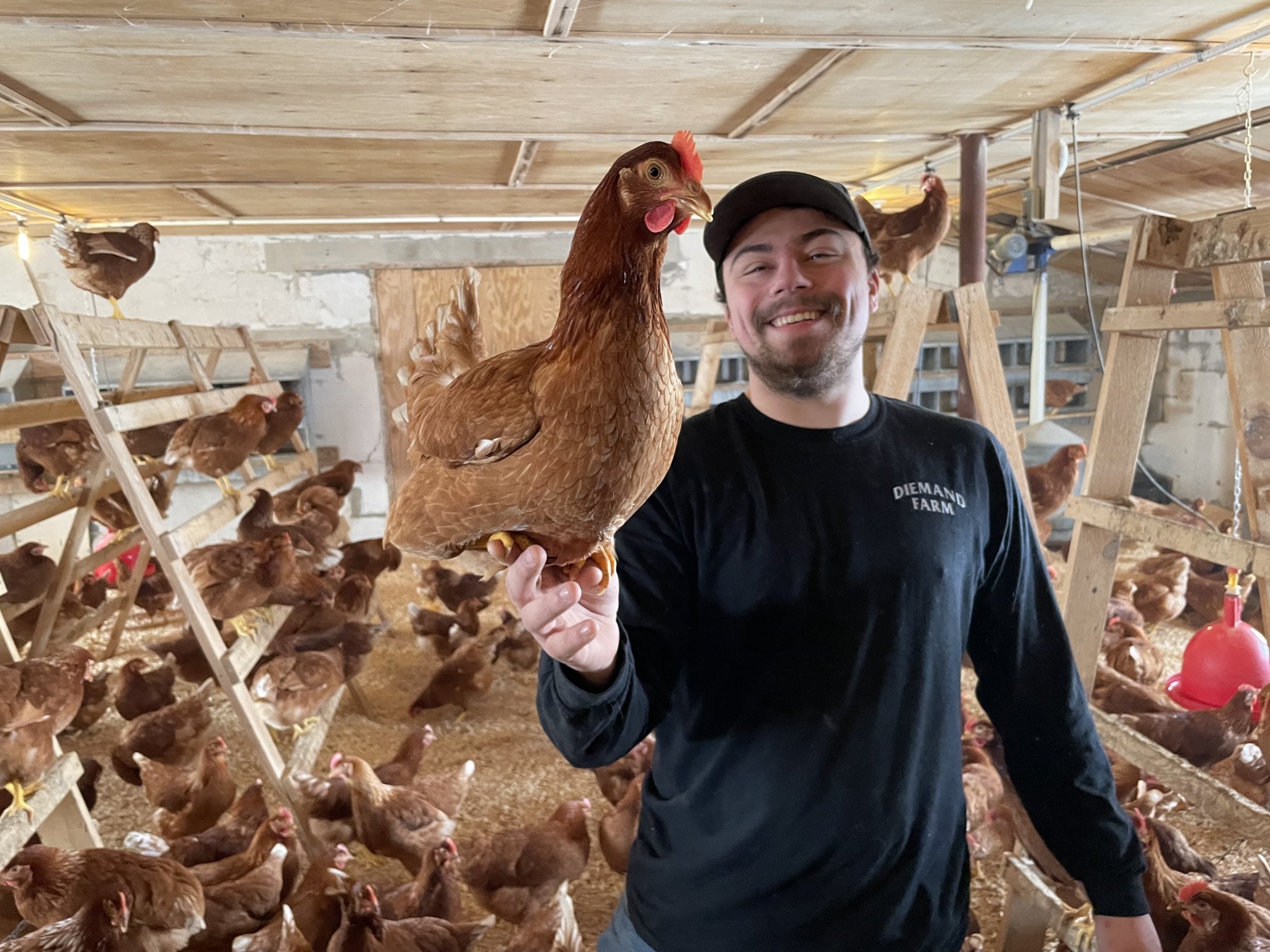 Started pullets