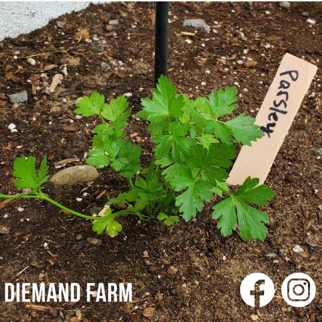 This beautiful weather calls for working outside in the yard! As luck would have it, we have a few items to help you along the way. Our aged compost is just the thing to start your garden off right. Then we have plant tags made from our lumber and are entirely customizable to keep your beloved starts safe. And finally, we have our 4’ and 6’ wooden stakes to keep your garden growing! 🌱 #plantsomething
.
.
.
#diemandfarm #wendellma #farmstore #buylocal #familyfarm #westernmass #franklincounty #pioneervalley #bealocalhero #othersidema #visitwesternma #igers413 #newengland_igers #igersmass #massachusetts_igers #navigatingnewengland #roadtripnewengland