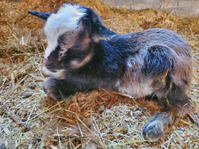 Nothing says spring like another new baby at the farm!
.
.
.
#diemandfarm #wendellma #buylocal #familyfarm #westernmass #franklincounty #pioneervalley #othersidema #visitwesternma #igers413
