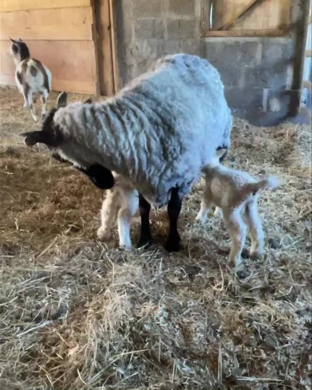 The sun is shining, the flowers are blossoming, and guess what? We welcomed some adorable BABY LAMBS to the farm this morning! Come celebrate spring with us at our SpringFest event tomorrow from 10am-3pm! We'll have live music from The Can Collectors and 2 Car Garage to get you in the springtime spirit, a vast array of local artisans from handmade jewelry to beautiful artwork, and delicious food hot off the grill. Be part of a memorable day that celebrates the beauty of the season!
.
.
.
#diemandfarm #wendellma #shoplocal #buylocal #familyfarm #westernmass #franklincounty #pioneervalley #bealocalhero #othersidema #visitwesternma #igers413 #413life #springfest @2cargaragelove