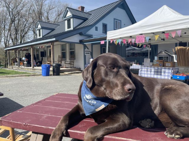 A beautiful spring day here at the farm! Winston the Farm Dog suggests you come down and see all these vendors on our lawn, hear the live music, and have a wonderful time here at the farm for SpringFest from 10am-3pm!
.
.
.
#diemandfarm #wendellma #shoplocal #buylocal #familyfarm #westernmass #franklincounty #pioneervalley #bealocalhero #othersidema #visitwesternma #igers413 #413life #springfest #winstonthefarmdog #nofarmsnofarmdogs