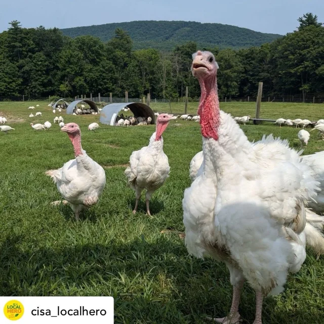 Join us on Thursday, September 12th for a special farm tour to support CISA's work in building a resilient local food system. Pre-register now to secure your spot, enjoy a behind-the-scenes look at our farm, meet our animals, and sample some farm-fresh products!
.
.
.
#diemandfarm #wendellma #farmstore #shoplocal #buylocal #grownheresoldhere #familyfarm #westernmass #franklincounty #pioneervalley #bealocalhero #othersidema #visitwesternma #igers413 #413life #farmtour @cisa_localhero