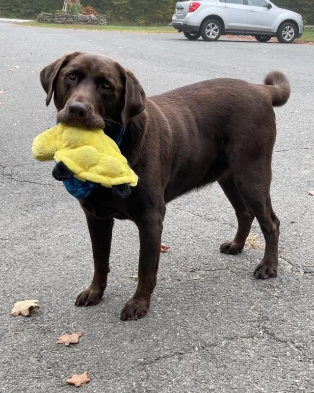 Happy Birthday to Winston the Farm Dog! Our sweet boy has been faithfully watching over the animals and greeting customers with a wagging tail for six whole years. We couldn’t imagine the farm without him! Help us celebrate Winston today – he’s more than a good boy, he’s family. 🐾
.
.
.
#diemandfarm #wendellma #shoplocal #buylocal #familyfarm #westernmass #franklincounty #pioneervalley #bealocalhero #othersidema #visitwesternma #igers413 #413life #happybirthday #winstonthefarmdog #nofarmsnofarmdogs