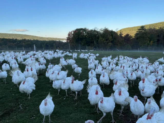 UPDATE: The phone line is working again!! 

The turkeys are up to something! Not only is our email glitching, but now our phone line seems to be down! We’re in touch with Verizon and hope to have everything back up and running in no time. In the meantime, we appreciate your patience and understanding!
.
.
.
#diemandfarm #wendellma #farmstore #shoplocal #buylocal #familyfarm #westernmass #franklincounty #pioneervalley #othersidema #visitwesternma #igers413