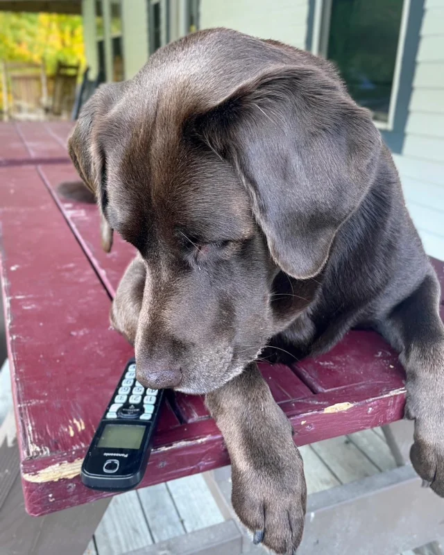 Our phone line is acting up AGAIN! This time, we’ve put Winston the Farm Dog on the case! He’s been assured that a Verizon tech will be out by this afternoon to fix the issue. We appreciate your patience and understanding in the meantime!
.
.
.
#diemandfarm #wendellma #farmstore #shoplocal #buylocal #familyfarm #westernmass #franklincounty #pioneervalley #winstonthefarmdog #nofarmsnofarmdogs