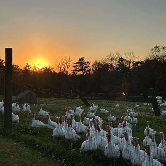 As the days grow shorter, so does the time to place your turkey orders! Our deadline is approaching—Monday, November 4th is the last day to reserve your farm-fresh turkey for Thanksgiving. All orders must be submitted using the online order form via the link in our bio. Don’t miss out on a delicious centerpiece for your holiday meal!
.
.
.
#diemandfarm #wendellma #farmstore #shoplocal #buylocal #grownheresoldhere #familyfarm #westernmass #franklincounty #pioneervalley #bealocalhero #othersidema #visitwesternma #igers413 #413life #thanksgiving #pastureraised #turkey