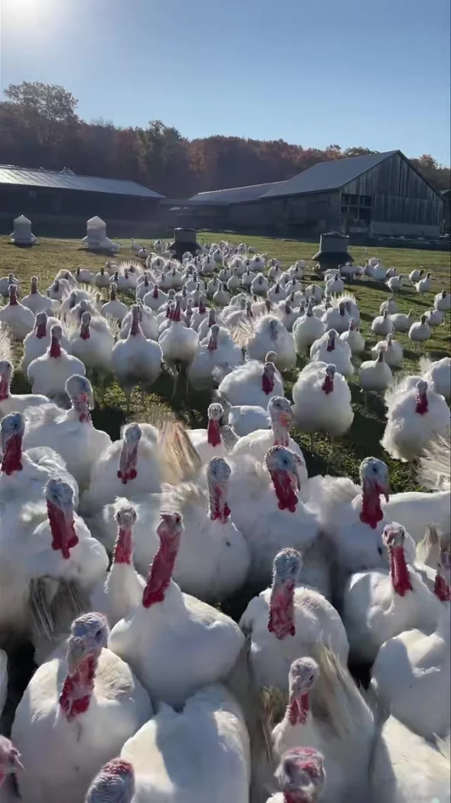 Time is marching on, and there’s just one week left to order your fresh Thanksgiving turkey! Our turkeys are raised with great care right here on our farm, enjoying plenty of space to roam. Don’t miss out—place your order through our website today! The last day to order is Monday, November 4th. Visit the link in our bio before it’s too late!
.
.
.
#diemandfarm #wendellma #farmstore #shoplocal #buylocal #grownheresoldhere #familyfarm #westernmass #franklincounty #pioneervalley #bealocalhero #othersidema #visitwesternma #igers413 #413life #pastureraised #turkey #thanksgiving