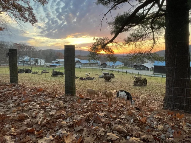 The sun is setting on turkey preorders! Don’t wait—act now to secure your fresh, pasture-raised Diemand turkey for Thanksgiving! The deadline is fast approaching, with Monday 11/4 as the final day to order. All orders must be placed through our online form using the link in our bio. Reserve your turkey today and bring the heart of the farm to your table!
.
.
.
#diemandfarm #wendellma #farmstore #shoplocal #buylocal #grownheresoldhere #familyfarm #westernmass #franklincounty #pioneervalley #bealocalhero #othersidema #pastureraised #turkeys