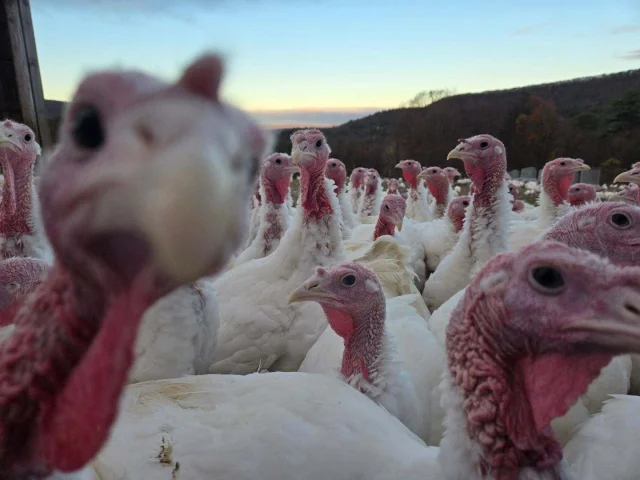 LAST CALL! Today, November 4th, is the final day to order your fresh Diemand turkey for Thanksgiving! Don’t miss out—if you want a locally raised, pasture-raised bird on your holiday table, now’s the time to secure yours. Order online today to guarantee your turkey! All orders are accepted through the online form found at the link in our bio. Thank you for choosing local, and happy Thanksgiving planning!
.
.
.
#diemandfarm #wendellma #farmstore #shoplocal #buylocal #grownheresoldhere #familyfarm #westernmass #franklincounty #pioneervalley #bealocalhero #othersidema #visitwesternma #igers413 #413life #pastureraised #turkey #thanksgiving